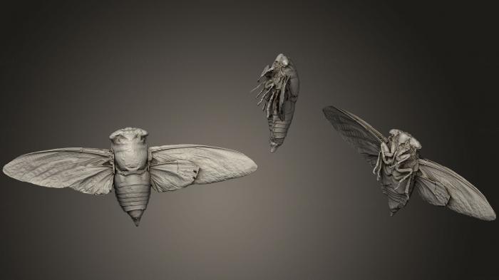 Insects (INSCT_0003) 3D model for CNC machine